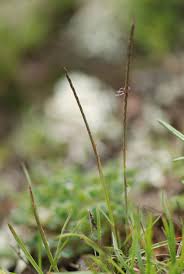 Image result for Microchloa