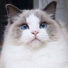 pin by vareska w on cutiee pretty cats all cat breeds cats