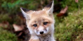 Please Sign Petition: Stop the Horrific Ripping-Apart of Baby Foxes in  Illegal Fox-Hunt 'Cubbing'!