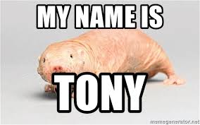 My Name Is Tony Naked Mole Rat Meme Generator