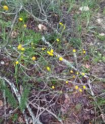 Image result for Schistostephium crataegifolium