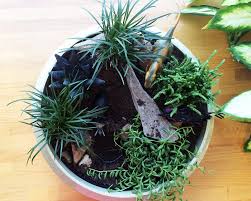 How to create a dinosaur garden. How To Create A Dinosaur Container Garden Southern Patio