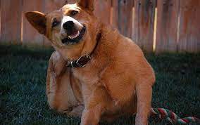 Como Tratar Las Mordeduras Y Picaduras De Insectos En Los Perros Mascotaking