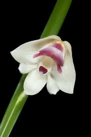 Image result for Polystachya vulcanica