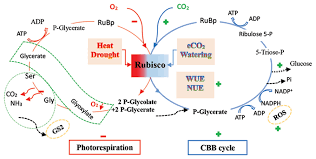 Breakdown of simple food in order to release energy inside the cell → cellular respiration. Frontiers Response And Adaptation Of Photosynthesis Respiration And Antioxidant Systems To Elevated Co2 With Environmental Stress In Plants Plant Science