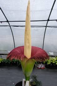 Image result for Amorphophallus goetzei