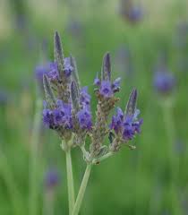 Image result for Lavandula