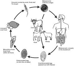 Ingestion of fresh water plants with metacercaria or by drinking water with floating metacercariae. Fascioliasis A Foodborne Disease Of Veterinary And Zoonotic Importance Intechopen