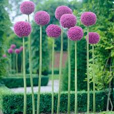 Allium hollandicum 'purple sensation' at bayntun flowers. Giant Allium Bulbs Allium Giganteum Bulbs Persian Onion High Country Gardens