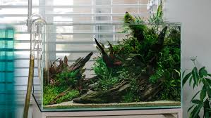 Image result for Ranalisma