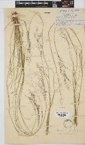 Image result for Sporobolus festivus