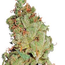 Image result for Grona stolzii