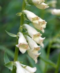 Image result for Digitalis purpurea alba/ red spots
