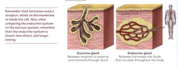 Bio 2 Endocrine Flashcards Quizlet