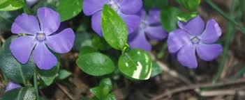 By definition, a wildflower is a flower that grows in the wilderness i.e. Vinca Species Common Periwinkle Creeping Myrtle Flower Of Death Lesser Periwinkle Vinca Minor