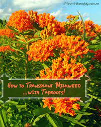Maybe you would like to learn more about one of these? 8 Tips To Successfully Transplant Milkweed With Taproots