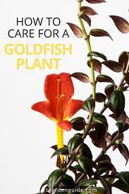 Goldfish Plant Care Columnea Gloriosa Smart Garden Guide Goldfish Plant Plant Care Plant Care Houseplant