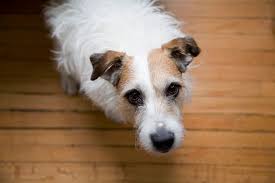 How do i get my dog to stop whining. Help My Adult Dog S Whining Is Out Of Control Bechewy