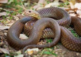 Acanthophis Pet Snake Snake Australian Animals