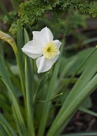 Narcissus Segovia A Small Cupped Narcissus Daffodils Spring Flowers Garden