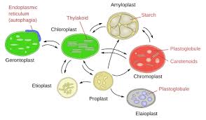 Question Video: Recalling Types Of Plant Plastids | Nagwa