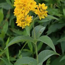 Image result for Lysimachia barbata