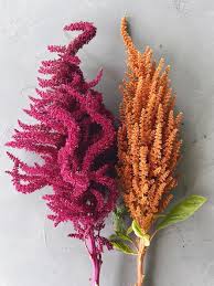 Image result for Amaranthus