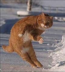Ginger Cat Jumping In The Snow Funny Animals Funny Cats And Dogs Cats