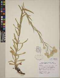 Image result for Pseudognaphalium oligandrum