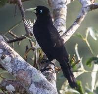 Birds That Start With A C Bird Gallery Bird Gallery Entries With Name Starting With C