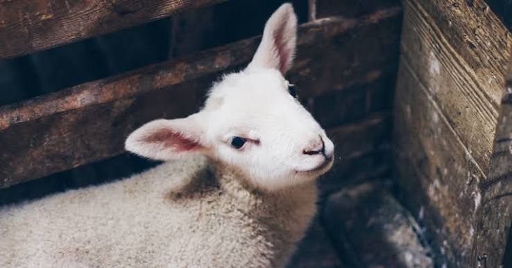 Lamb Meat: What's It Called & Why You Shouldn't Eat Lamb | The Humane League