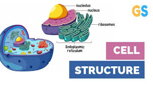 (iii) a cell have equal concentration of. The Cell Organelles Cell Structure Class 9 Science Cbse Board Youtube