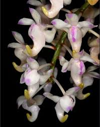 Image result for Bulbophyllum cochleatum