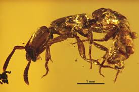 Image result for Anthericopsis