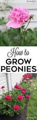 Great Tips On How To Grow Peonies Growingpeonies Growing Peonies Plants Planting Flowers