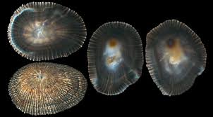 Image result for Schizaea pectinata
