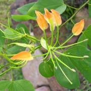Chemistry, faculty of science and technology, airlangga university, surabaya, indonesia. Bauhinia Tomentosa Yellow Orchid Tree Mountain Ebony Buy Seeds At Rarepalmseeds Com