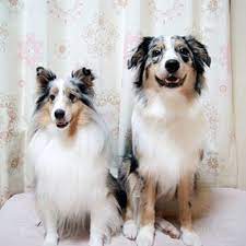 Sheltie With Her Aussie Brother Shetland Sheepdog Sheltie Sheepdog