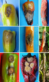 Image result for Colletoecema