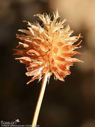 Image result for Trifolium isthmocarpum