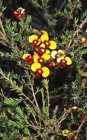 Image result for Athrixia phylicoides