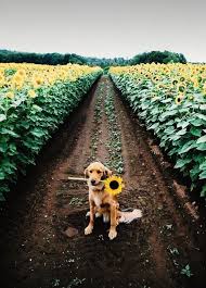 Pin By Victoria Howard On Doggy Love Animals Cute Animals Pets