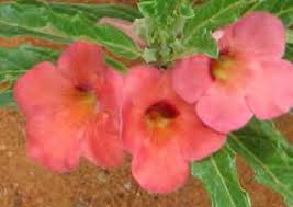 Image result for Pterodiscus aurantiacus