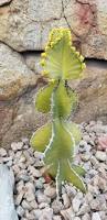 Image result for Euphorbia platycephala