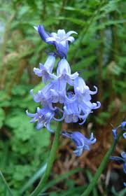 New comments cannot be posted and votes cannot be cast. Bluebell Flowers Beautiful And Whimsical Perennials Dengarden