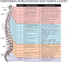 Nerves Chart East London Chiropractic