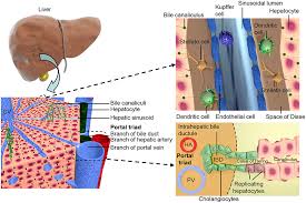 We did not find results for: Frontiers Liver Organoids Recent Developments Limitations And Potential Medicine