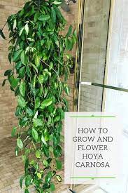 Hoya Carnosa Care Tips And Top Secrets For Blooming Plant Care Houseplant Plants House Plant Care