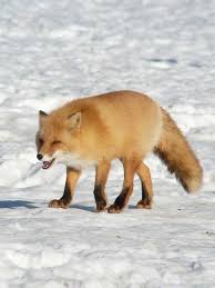 Red Fox Japanvisitor Japan Travel Guide Now that we're in december it's fairly certain that for those of us in the northern hemisphere we are due some cold and unpleasant weather. red fox japanvisitor japan travel guide