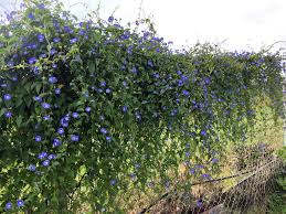 Image result for Jacquemontia paniculata